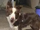 Cachorro ra a Boder Collie idade 7 a 11 meses nome Theo