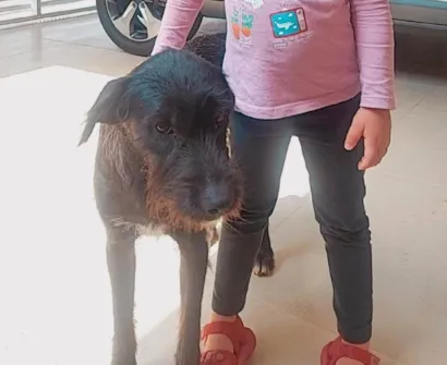 Cachorro raça SRD idade 2 anos nome Filhotinho 