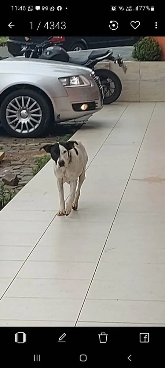 Cachorro ra a BRANCO E PRETO idade 3 anos nome SEM NOME