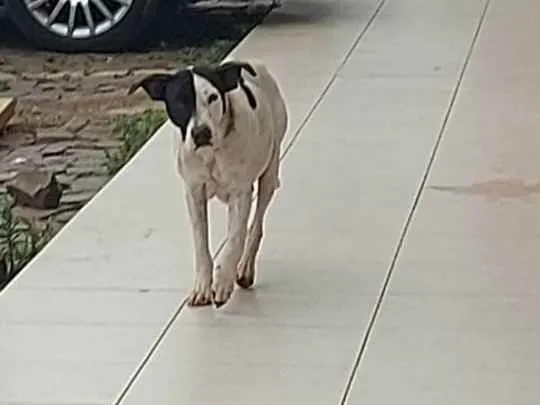 Cachorro ra a BRANCO E PRETO idade 3 anos nome SEM NOME