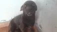 Pitucha  e pantera