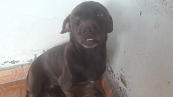 Cachorro ra a Pinche  idade 2 anos nome Pitucha  e pantera