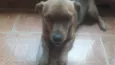 Pitucha  e pantera