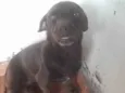 Pitucha  e pantera
