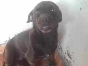 Cachorro raça Pinche  idade 2 anos nome Pitucha  e pantera