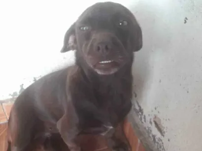 Cachorro raça Pinche  idade 2 anos nome Pitucha  e pantera
