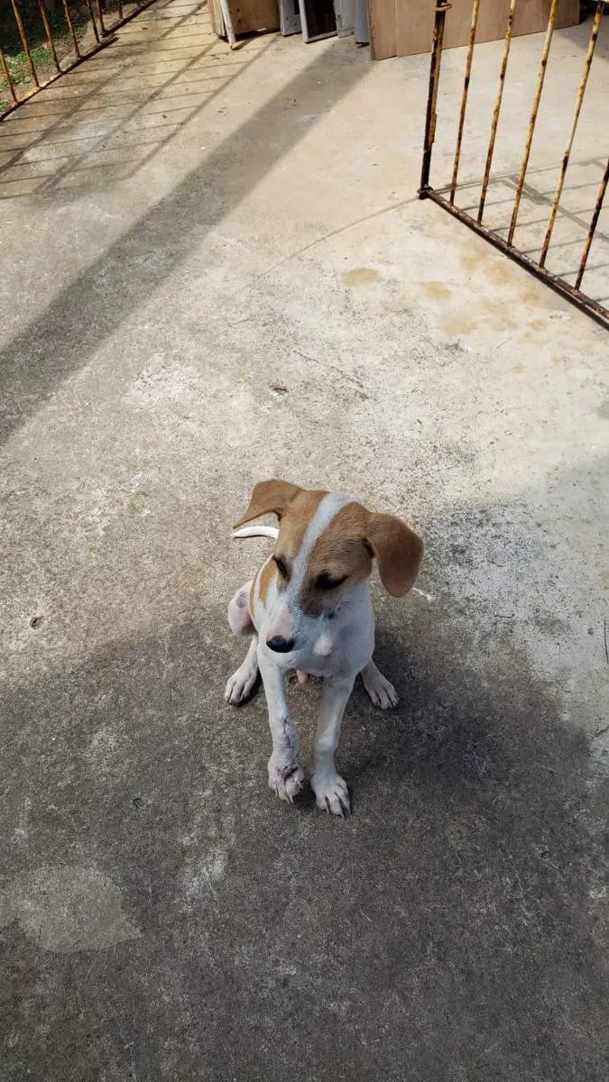 Cachorro ra a Sem raça definida idade 7 a 11 meses nome Lindo