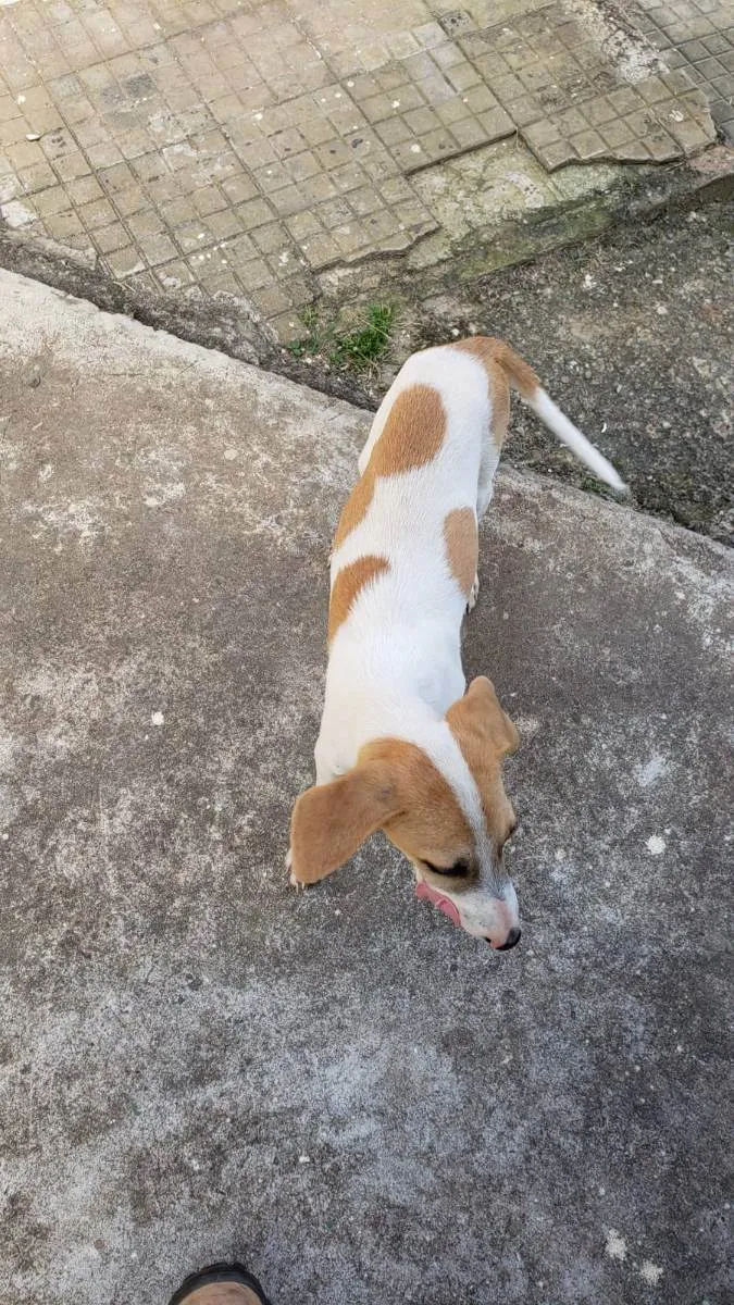 Cachorro ra a Sem raça definida idade 7 a 11 meses nome Lindo