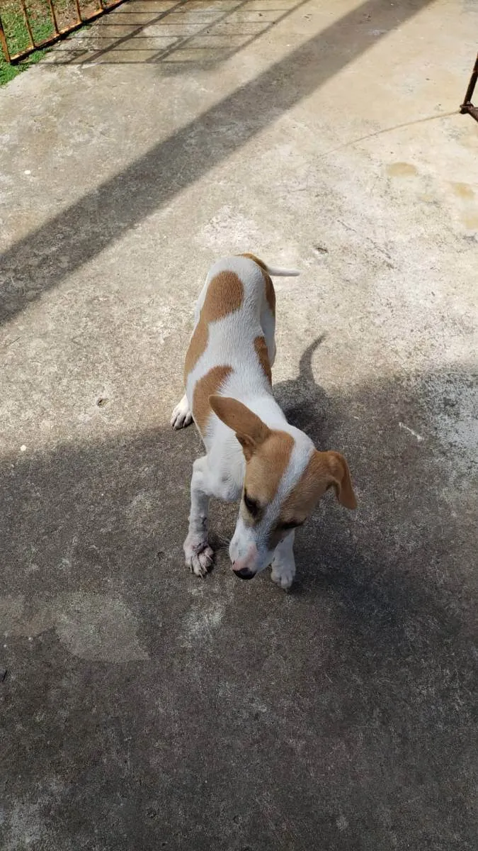 Cachorro ra a Sem raça definida idade 7 a 11 meses nome Lindo