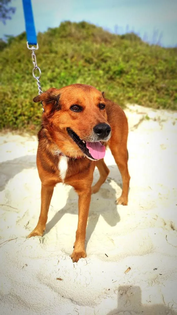 Cachorro ra a SRD idade 2 anos nome Max