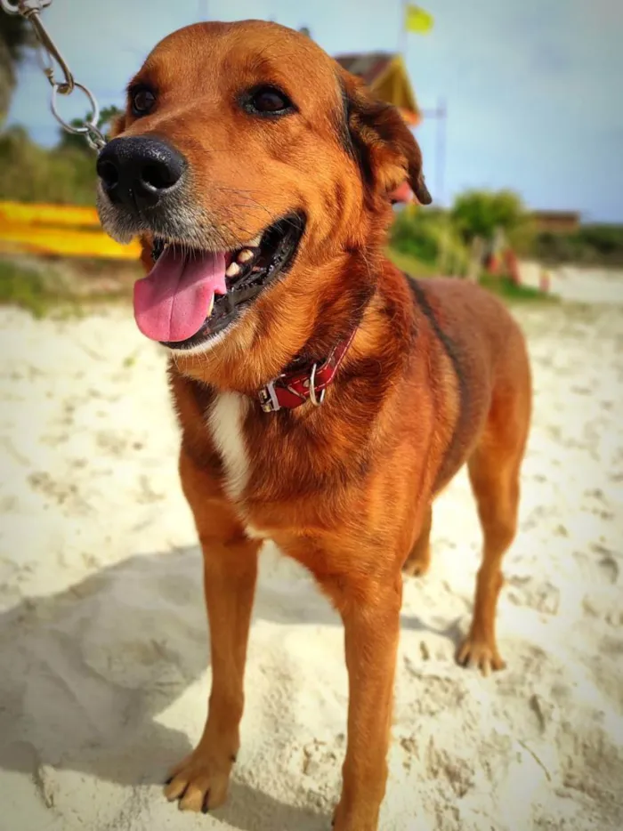 Cachorro ra a SRD idade 2 anos nome Max