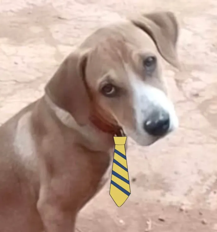 Cachorro ra a Mestiço  idade 2 a 6 meses nome Duque 