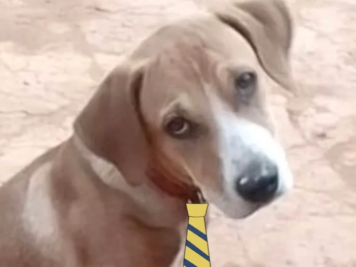 Cachorro ra a Mestiço  idade 2 a 6 meses nome Duque 