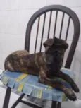 Zequinha 