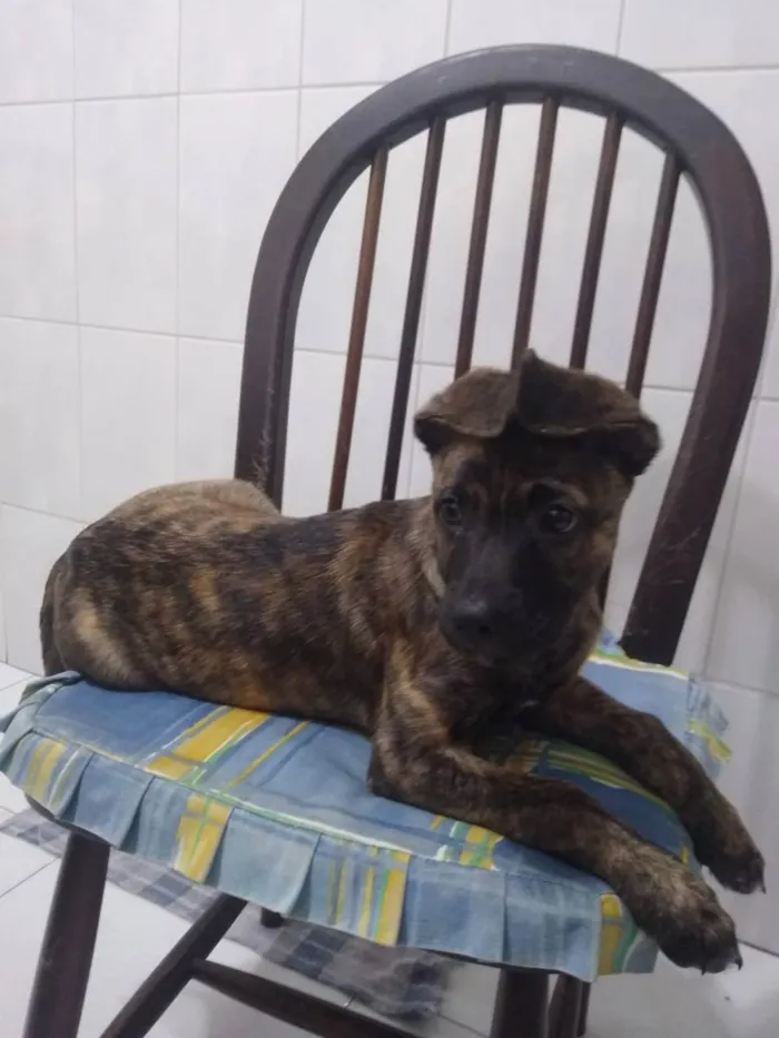 Cachorro ra a Srd idade 2 a 6 meses nome Zequinha 