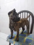Zequinha 