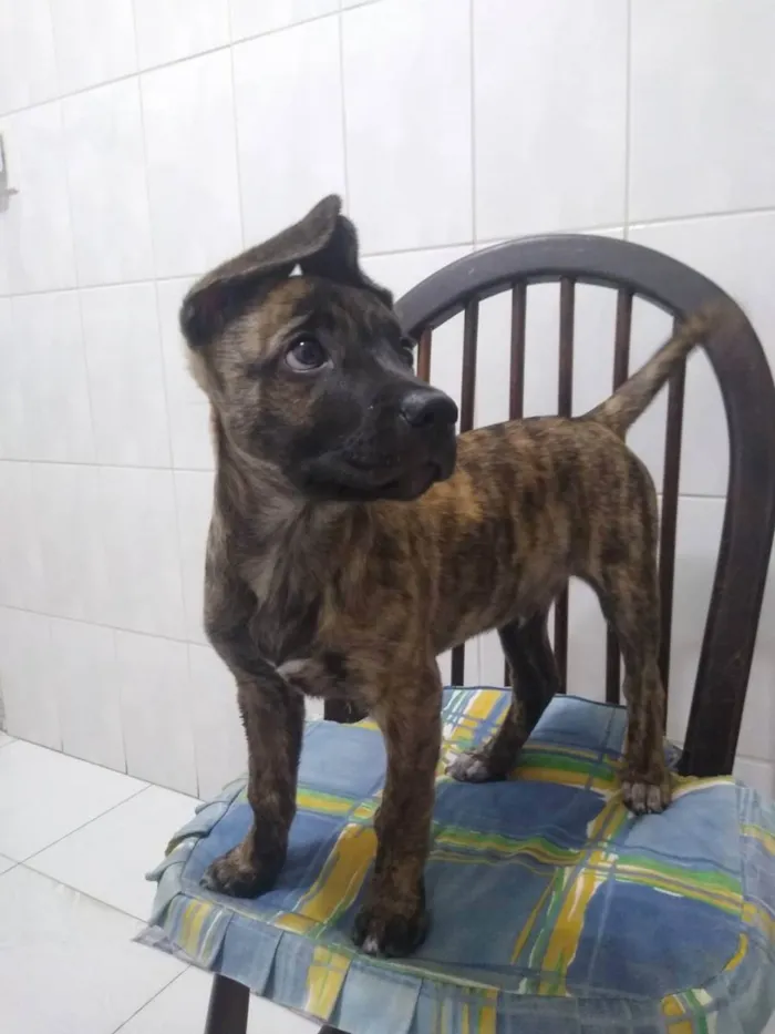 Cachorro ra a Srd idade 2 a 6 meses nome Zequinha 