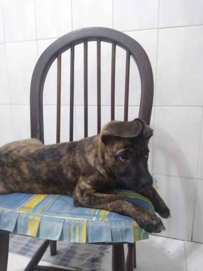 Cachorro ra a Srd idade 2 a 6 meses nome Zequinha 