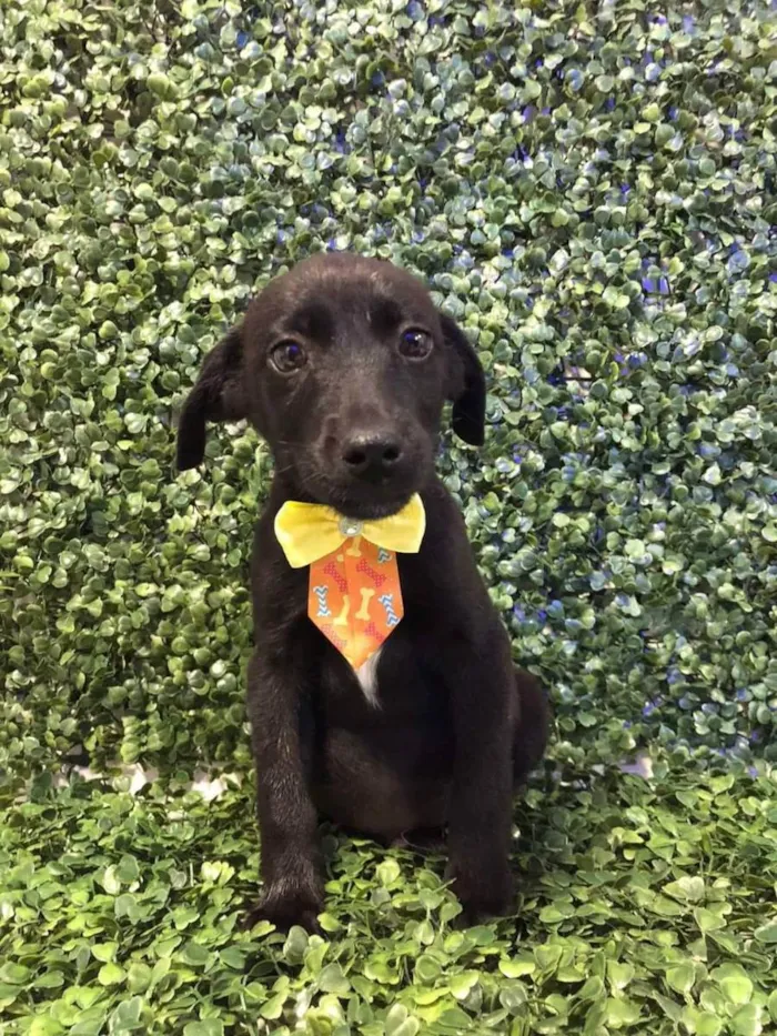 Cachorro ra a Viralata idade 2 a 6 meses nome Apollo