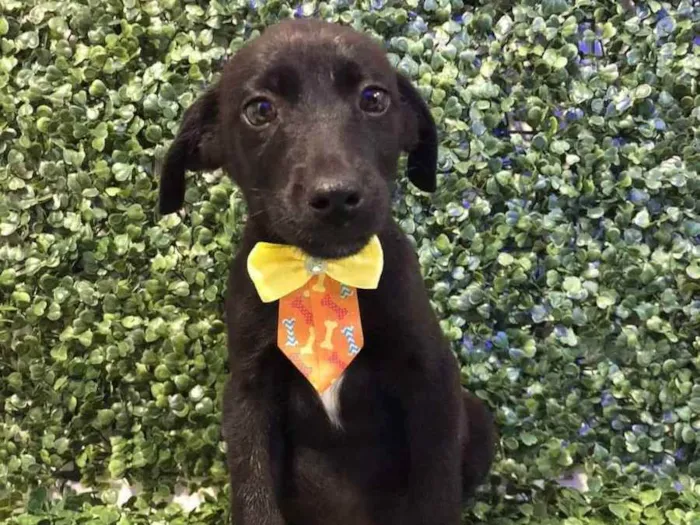 Cachorro ra a Viralata idade 2 a 6 meses nome Apollo