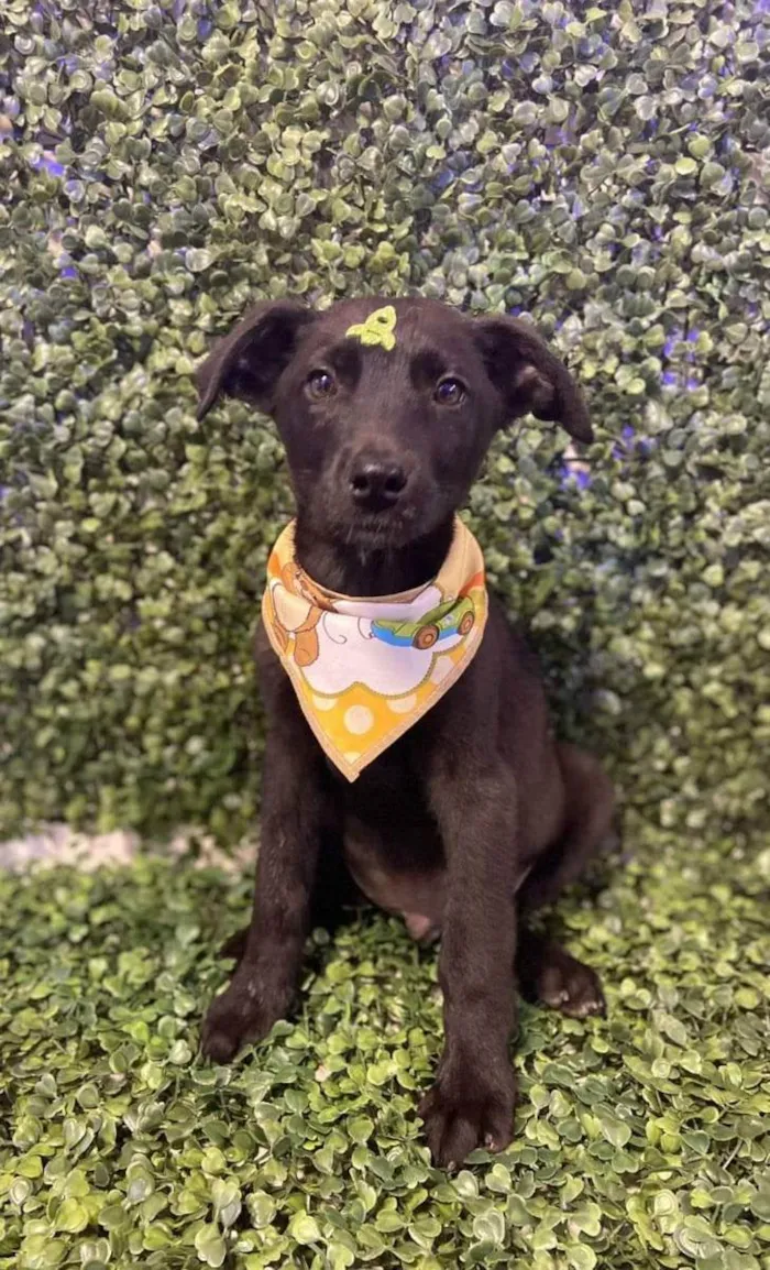 Cachorro ra a Viralata idade 2 a 6 meses nome Olavo