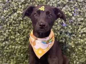 Cachorro raça Viralata idade 2 a 6 meses nome Olavo