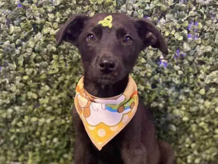 Cachorro ra a Viralata idade 2 a 6 meses nome Olavo