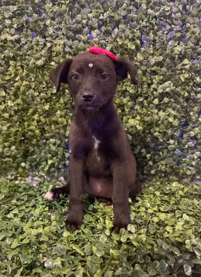 Cachorro ra a Viralata idade 2 a 6 meses nome Penélope