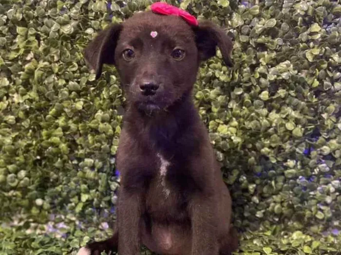 Cachorro ra a Viralata idade 2 a 6 meses nome Penélope