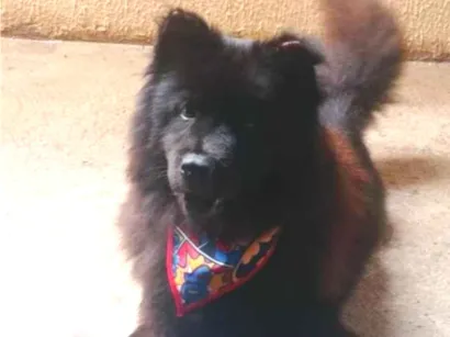 Cachorro raça chow chow misturado vira-lata  idade 3 anos nome Kiara  thor  totó 