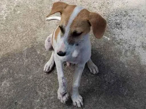 Cachorro ra a Sem raça definida idade 7 a 11 meses nome Lindo