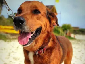 Cachorro raça SRD idade 2 anos nome Max