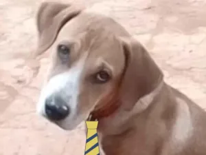 Cachorro raça Mestiço  idade 2 a 6 meses nome Duque 