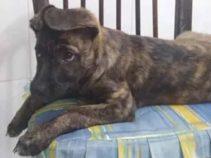 Cachorro raça Srd idade 2 a 6 meses nome Zequinha 