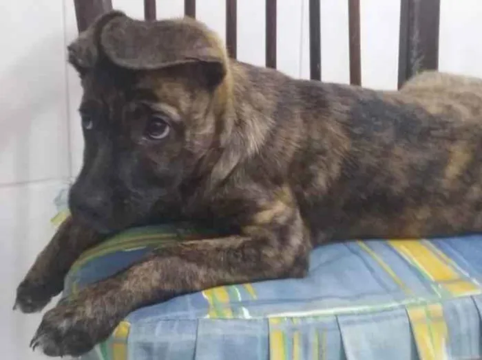 Cachorro ra a Srd idade 2 a 6 meses nome Zequinha 