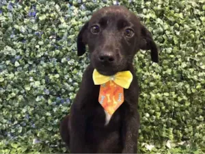 Cachorro raça Viralata idade 2 a 6 meses nome Apollo