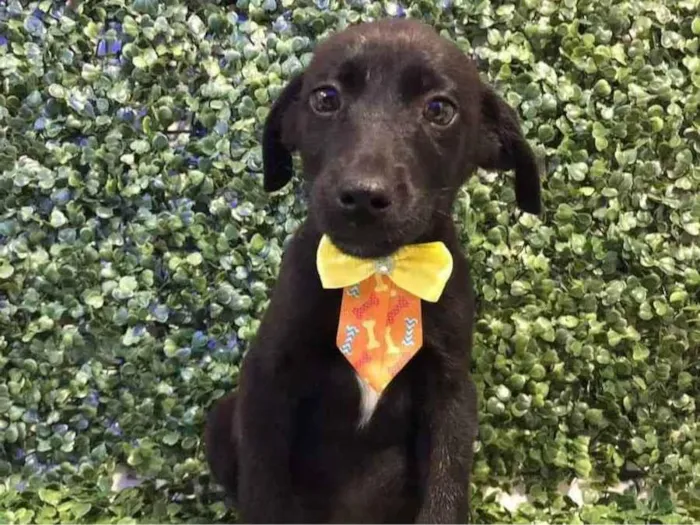 Cachorro ra a Viralata idade 2 a 6 meses nome Apollo