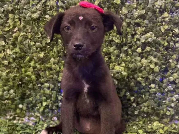 Cachorro ra a Viralata idade 2 a 6 meses nome Penélope