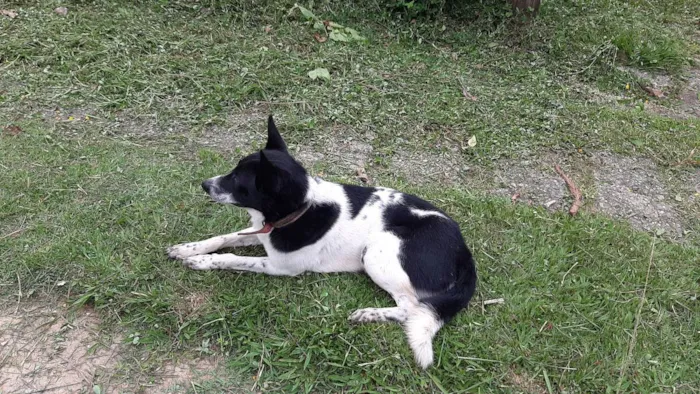 Cachorro ra a Labrador com pastor idade 3 anos nome Rex