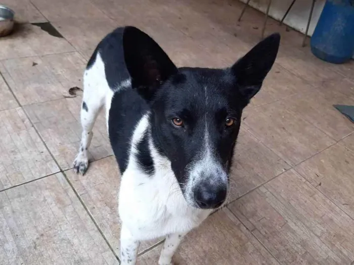 Cachorro ra a Labrador com pastor idade 3 anos nome Rex