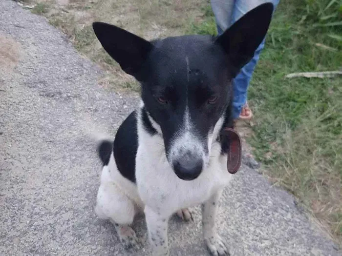 Cachorro ra a Labrador com pastor idade 3 anos nome Rex