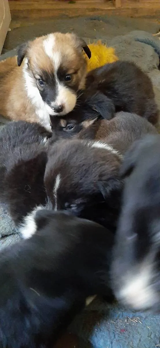Cachorro ra a  idade Abaixo de 2 meses nome Sem nome