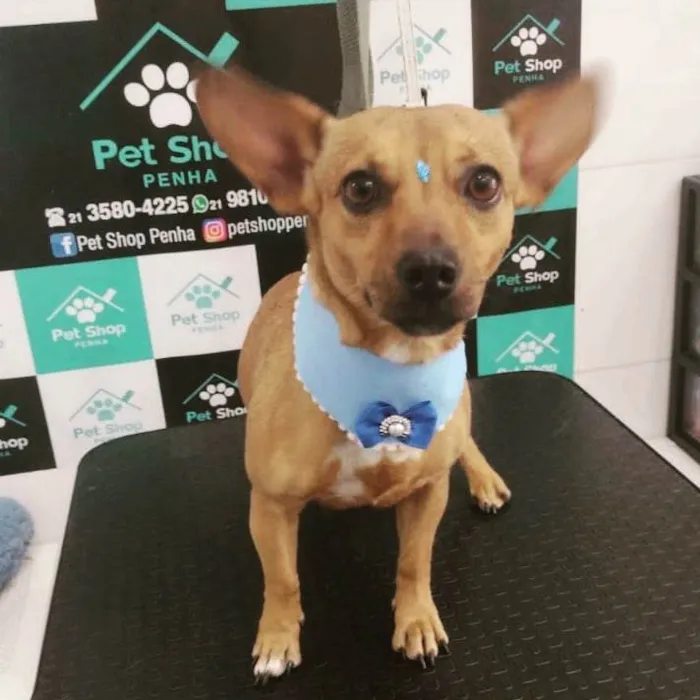 Cachorro ra a Vira lata  idade 4 anos nome Padilha 