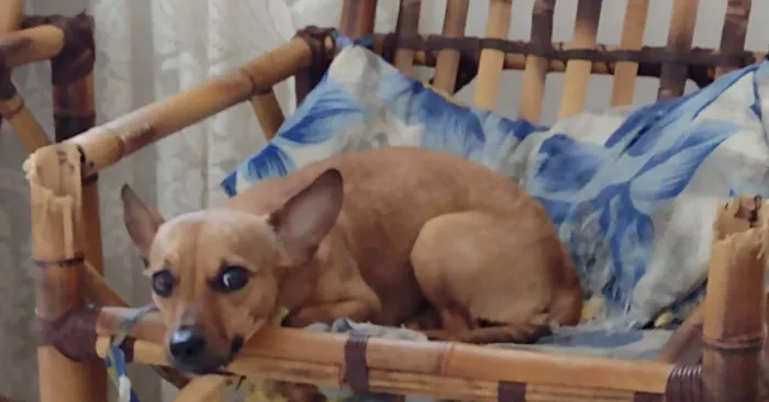 Cachorro ra a Vira lata  idade 4 anos nome Padilha 