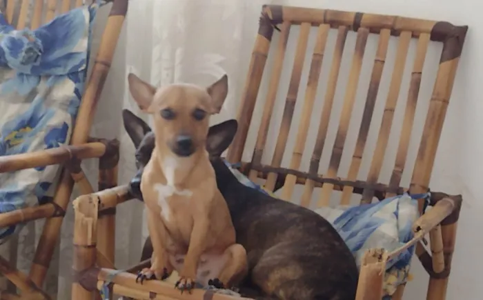 Cachorro ra a Vira lata  idade 4 anos nome Padilha 
