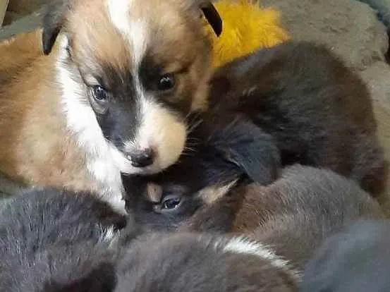 Cachorro ra a  idade Abaixo de 2 meses nome Sem nome