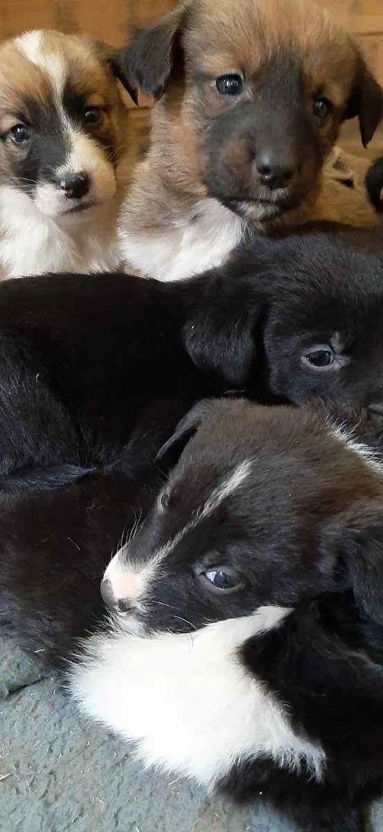 Cachorro ra a  idade Abaixo de 2 meses nome Sem nome