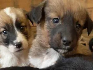 Cachorro raça  idade Abaixo de 2 meses nome Sem nome