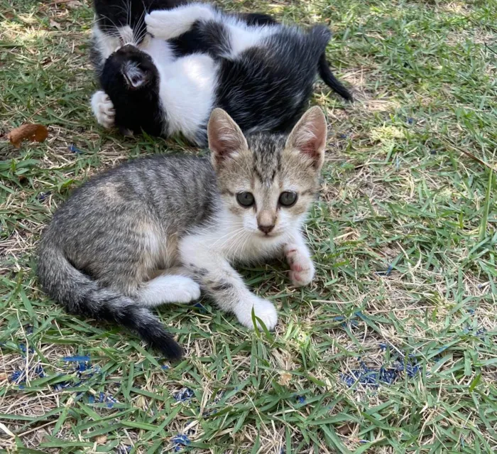 Gato ra a SRD idade 2 a 6 meses nome Lua