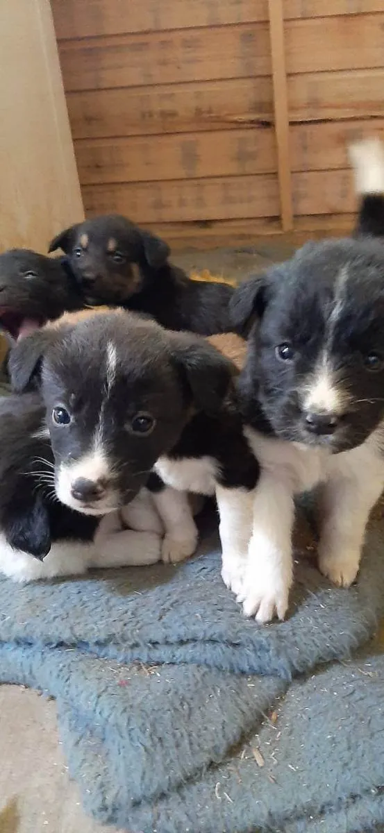 Cachorro ra a  idade Abaixo de 2 meses nome Sem nome